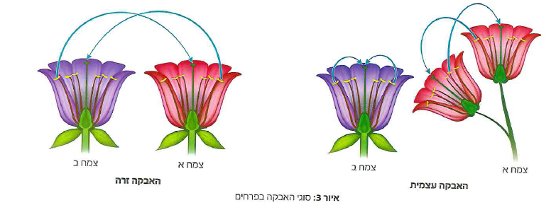 (בספר תמונה 1)